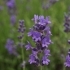 Lavandula angustifolia 'Siesta' -- Lavendel